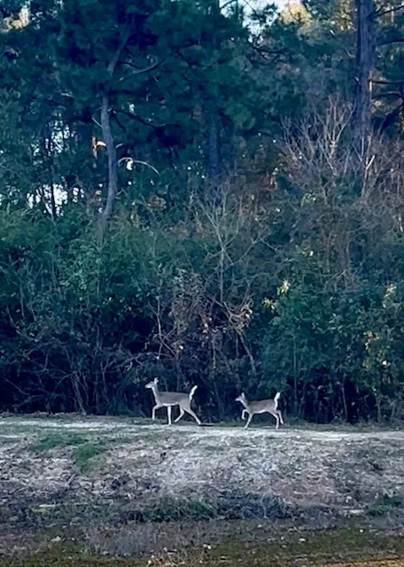 Deer are a common sight by the pond.

